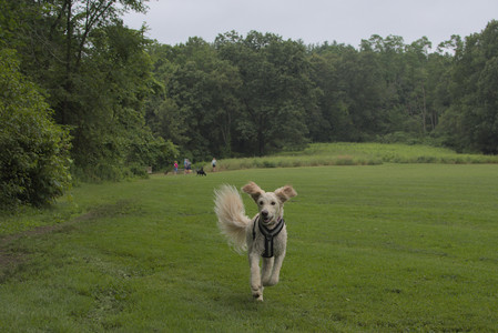 20250709_Imby at home and Dog park__DSC0046_.jpg