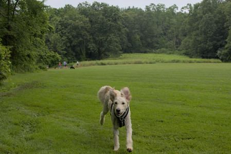 20250709_Imby at home and Dog park__DSC0047_.jpg