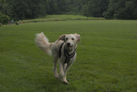 20250709_Imby at home and Dog park__DSC0048_.jpg