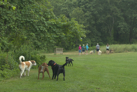 20250709_Imby at home and Dog park__DSC0053_.jpg