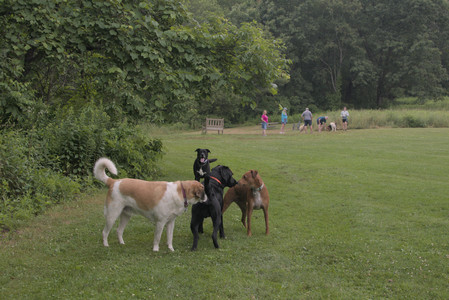 20250709_Imby at home and Dog park__DSC0058_.jpg