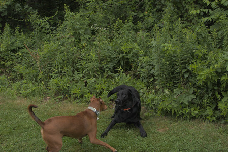 20250709_Imby at home and Dog park__DSC0060_.jpg