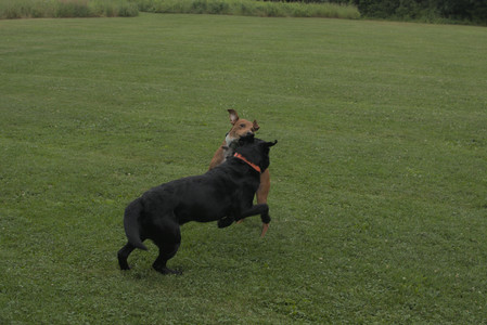 20250709_Imby at home and Dog park__DSC0062_.jpg