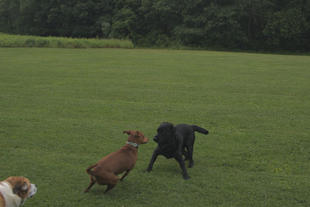 20250709_Imby at home and Dog park__DSC0065_.jpg