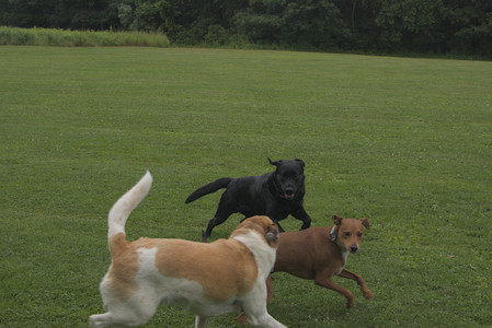 20250709_Imby at home and Dog park__DSC0067_.jpg