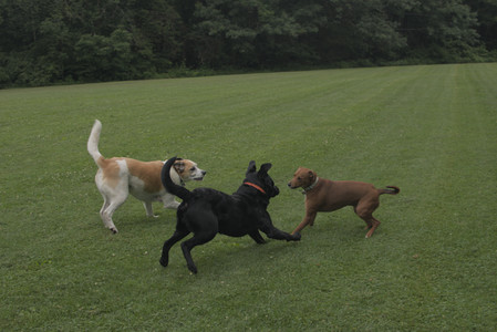 20250709_Imby at home and Dog park__DSC0073_.jpg