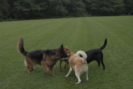 20250709_Imby at home and Dog park__DSC0076_.jpg