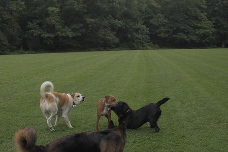 20250709_Imby at home and Dog park__DSC0081_.jpg