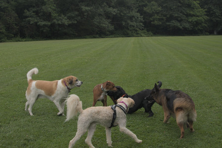 20250709_Imby at home and Dog park__DSC0084_.jpg