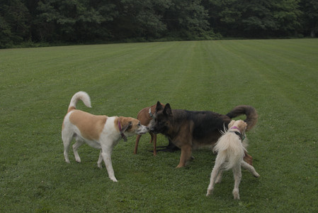 20250709_Imby at home and Dog park__DSC0086_.jpg