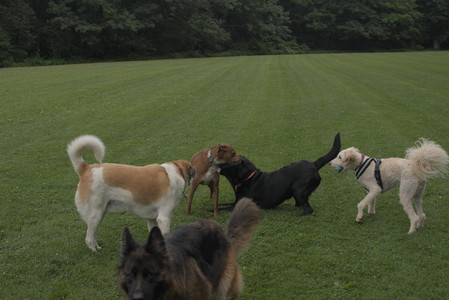 20250709_Imby at home and Dog park__DSC0087_.jpg