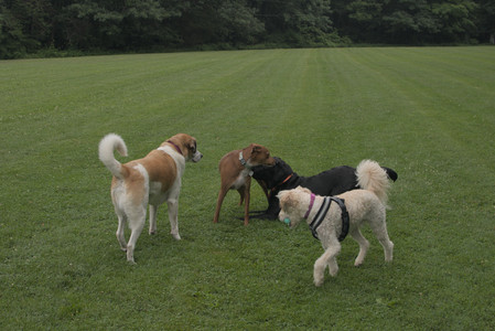 20250709_Imby at home and Dog park__DSC0089_.jpg