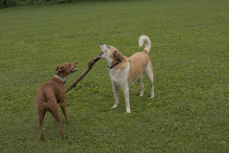 20250709_Imby at home and Dog park__DSC0093_.jpg