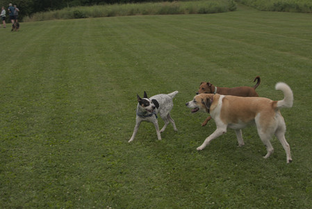 20250709_Imby at home and Dog park__DSC0095_.jpg