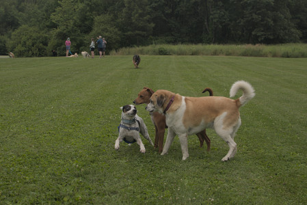 20250709_Imby at home and Dog park__DSC0098_.jpg