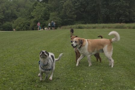 20250709_Imby at home and Dog park__DSC0099_.jpg