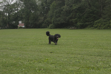 20250709_Imby at home and Dog park__DSC0103_.jpg