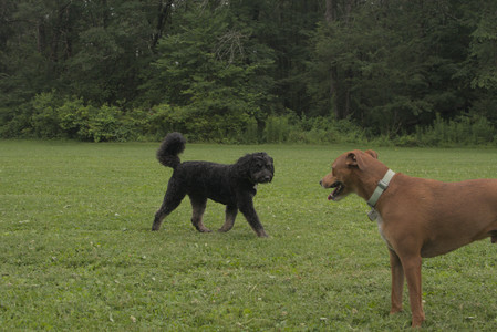 20250709_Imby at home and Dog park__DSC0107_.jpg