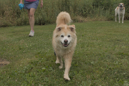 20250709_Imby at home and Dog park__DSC0123_.jpg