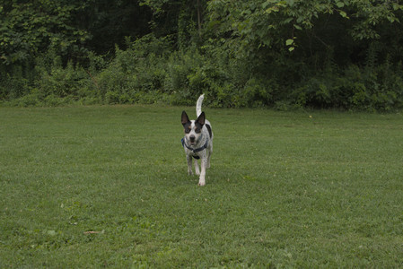 20250709_Imby at home and Dog park__DSC0140_.jpg