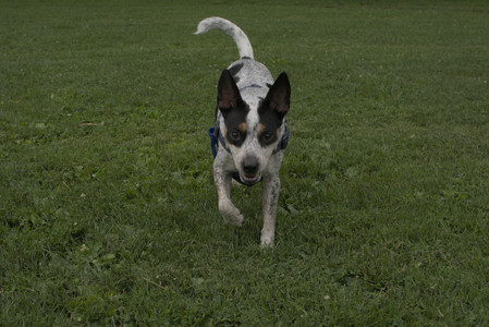 20250709_Imby at home and Dog park__DSC0145_.jpg