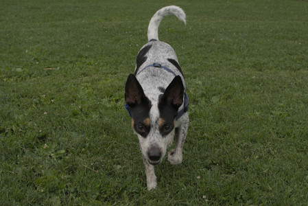 20250709_Imby at home and Dog park__DSC0146_.jpg