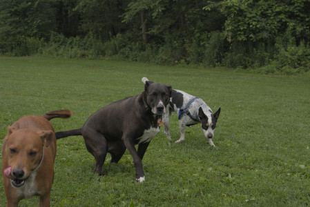 20250709_Imby at home and Dog park__DSC0149_.jpg