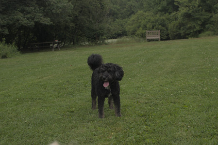 20250709_Imby at home and Dog park__DSC0153_.jpg
