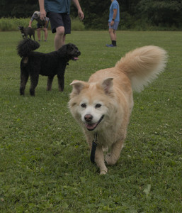 20250709_Imby at home and Dog park__DSC0170_.jpg