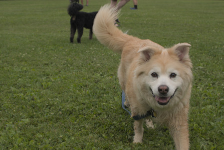 20250709_Imby at home and Dog park__DSC0173_.jpg