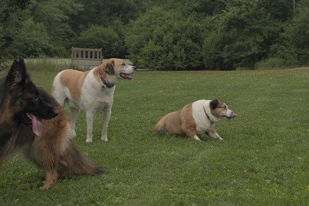 20250709_Imby at home and Dog park__DSC0176_.jpg