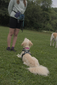 20250709_Imby at home and Dog park__DSC0183_.jpg