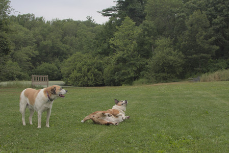 20250709_Imby at home and Dog park__DSC0184_.jpg