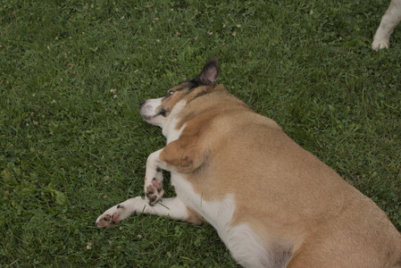 20250709_Imby at home and Dog park__DSC0186_.jpg