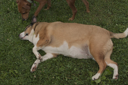 20250709_Imby at home and Dog park__DSC0187_.jpg