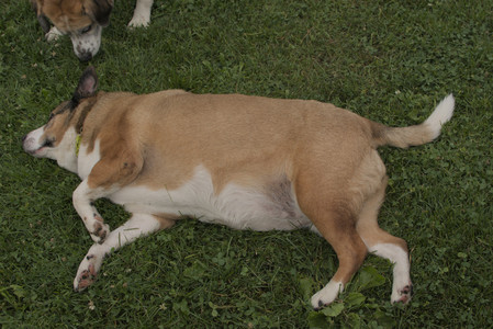 20250709_Imby at home and Dog park__DSC0188_.jpg