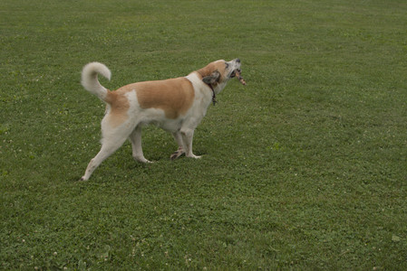 20250709_Imby at home and Dog park__DSC0224_.jpg