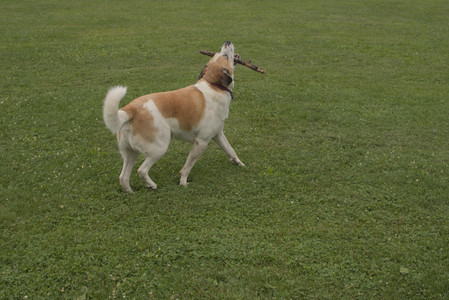 20250709_Imby at home and Dog park__DSC0225_.jpg