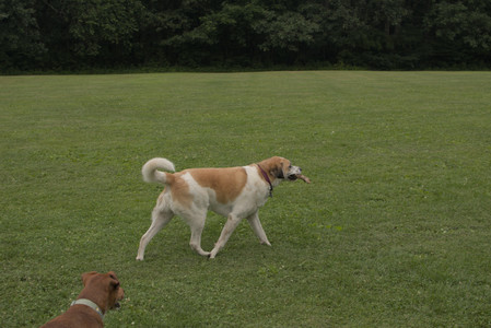 20250709_Imby at home and Dog park__DSC0226_.jpg