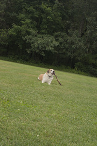 20250709_Imby at home and Dog park__DSC0234_.jpg