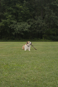 20250709_Imby at home and Dog park__DSC0237_.jpg