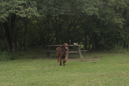 20250709_Imby at home and Dog park__DSC0240_.jpg