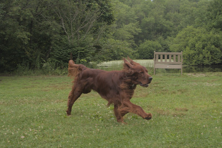 20250709_Imby at home and Dog park__DSC0246_.jpg