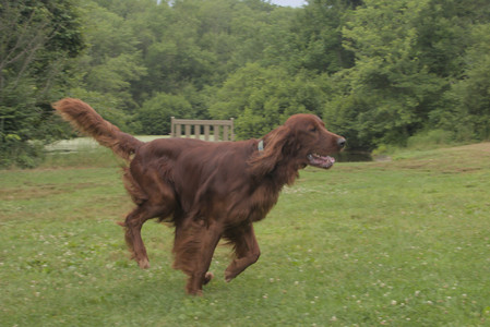 20250709_Imby at home and Dog park__DSC0247_.jpg