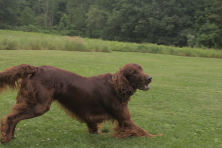 20250709_Imby at home and Dog park__DSC0250_.jpg