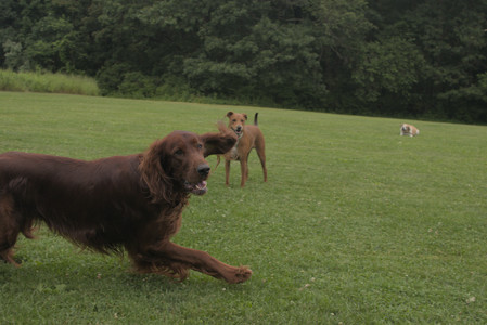 20250709_Imby at home and Dog park__DSC0251_.jpg