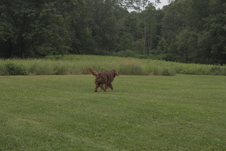 20250709_Imby at home and Dog park__DSC0254_.jpg