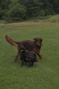 20250709_Imby at home and Dog park__DSC0255_0.jpg