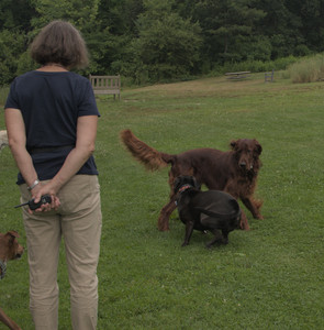 20250709_Imby at home and Dog park__DSC0255_1.jpg