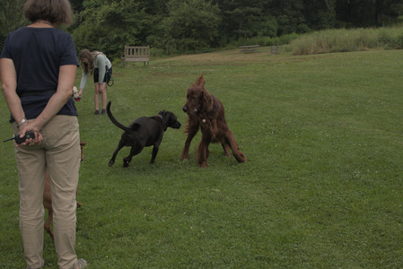 20250709_Imby at home and Dog park__DSC0257_.jpg